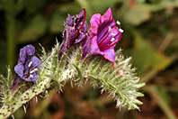 Echium vulgare Echium vulgare